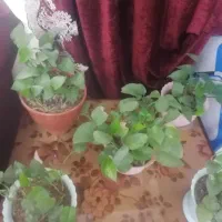 گل پتوس|گل و گیاه طبیعی|هشتگرد, فاز ۷ مهستان|دیوار