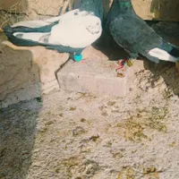 گرفتنی