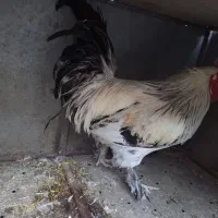 خروس|حیوانات مزرعه|سلفچگان, |دیوار