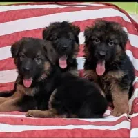 سگهای درایو بالاروتفایلر/ژرمن AA کین کورسوو دوبرمن