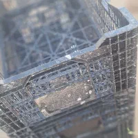 جعبه گلی بزرگ به تعداد ۸۰ عدد
