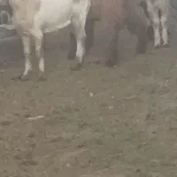 بزبزغاله میش