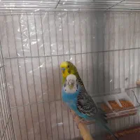 ۵ جفت مرغ عشق مولد|پرنده|ابریشم, |دیوار