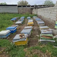 باسلام خدمت زنبور دار های عزیز