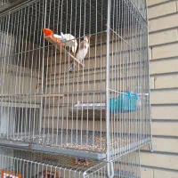 سهره دوساله