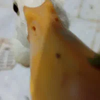 اردک ، بامزه، ۵ماه