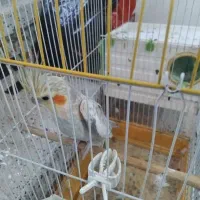 عروس هلندی معاوضه با مینا