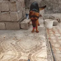 سگ ژرمن
