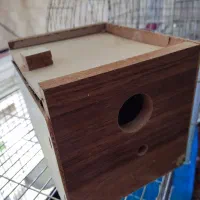 لونه چوبی فنچ ، مرغ عشق ، کوتوله یجایی و تکی