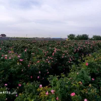 نهال گل محمدی|گل و گیاه طبیعی|مشهد, فرخد|دیوار