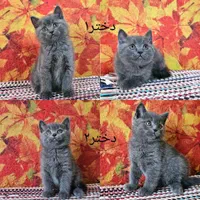 این کوچولوی ملوس در انتظار شماست/فروش گربه خانگی|گربه|اهواز, کیانپارس |دیوار