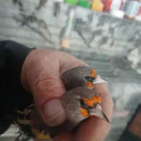 سهره وگلبسر