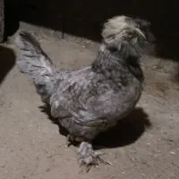 مرغ|حیوانات مزرعه|همدان, |دیوار