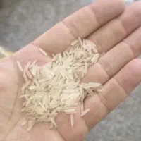 عمده و خرده برنج هندی و پاکستانی