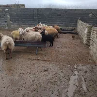 ۱۵ عدد میش سینه کرده به فروش می رسد