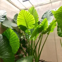 گل بابا ادم نژاد حاره ای برگ پهن( جاینت )