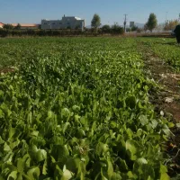 نهال کاهو پیچ اصل متری 450هزارتومان|خدمات باغبانی و درختکاری|مینودشت, |دیوار