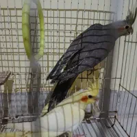 عروس هلندی