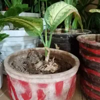 گل دیفن خوشکل وشاداب|گل و گیاه طبیعی|فیروزآباد (فارس), |دیوار