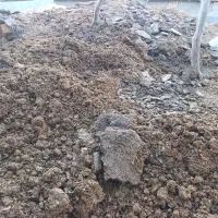 کود گاوی و گوسفندی خشک|خدمات باغبانی و درختکاری|منجیل, |دیوار