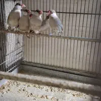 فنچ نرگسی|پرنده|شهریار, کرد امیر|دیوار