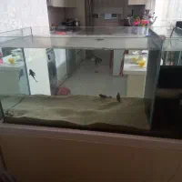 یک عدد آکواریم با سامپ بغل