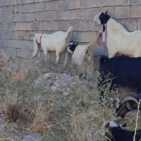 یک راس بز نر گلابی با شش بز گلابی ونژدی|حیوانات مزرعه|باغ ملک, |دیوار