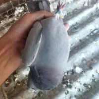 کبوتر پلاکی ثبتی|پرنده|ملکشاهی, |دیوار