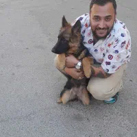 توله سگ ماده چهار ماهه ژرمن شپر|سگ|شاهدشهر, |دیوار