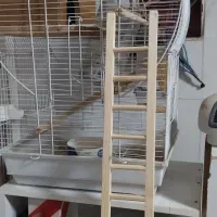 نردبان پرنده  طوطی برزیلی و عروس