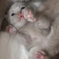 اسکاتیش لیلاک .. واگذاری غیر رایگان