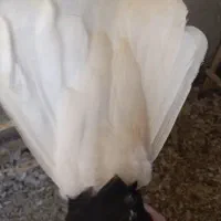 کبوتر،کفتر