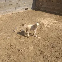 بره شیری|حیوانات مزرعه|مرودشت, رودبال|دیوار