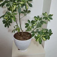 گل طبیعی شفلرا