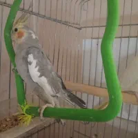 یک جفت مرغ هلندی