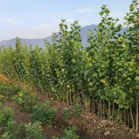 بهترین کیفیت، بهترین قیمت نهال صنوبر|خدمات باغبانی و درختکاری|الیگودرز, |دیوار