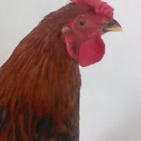 خروس محلی چهل تاج بالغ شده اذان گو