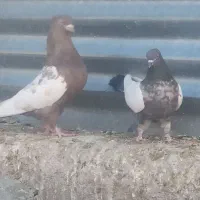 شهری . بهبهانی