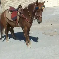 مادیان ۵ساله