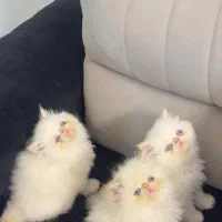 سه تا پرشین سوپر فلت چشم آبی