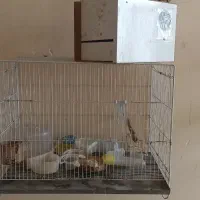 قفس عروس هلندی