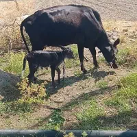 حراج گاو با گوساله
