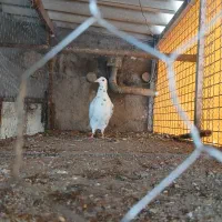 هفترنگ خال سیاه|پرنده|بوئین زهرا, |دیوار