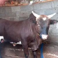 گاونر|حیوانات مزرعه|رشت, لاکان|دیوار