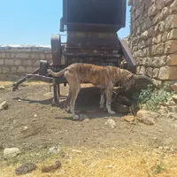 سگ افغان