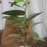 گل و گیاه