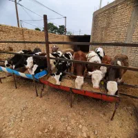 گوساله سیمنتال و سبز