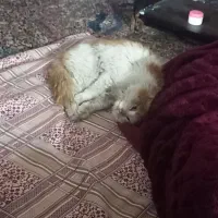 گربه‌ی ملوس و مهربون