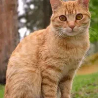 گربه اسکاتیش