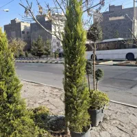 کاج لاوسون|گل و گیاه طبیعی|مشهد, نیروی هوایی|دیوار